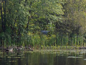 Scenic view of lake against trees