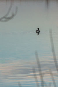 Bird swimming in lake