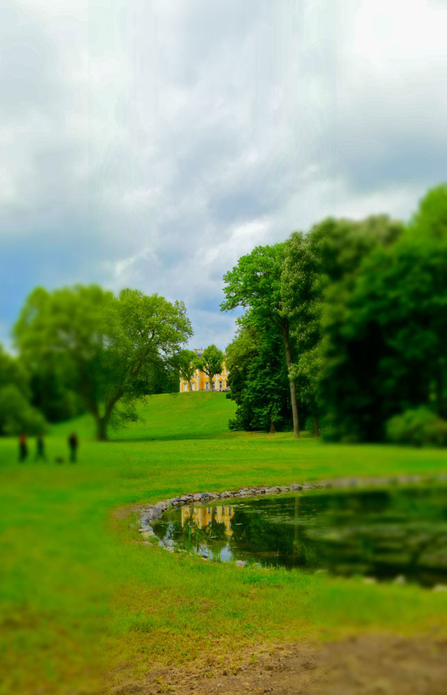 TREES ON GRASSY LANDSCAPE