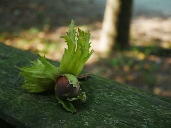 Close-up of green leaf