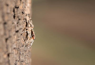 Close-up of spider on tree trunk