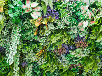 Full frame shot of moss growing on tree trunk