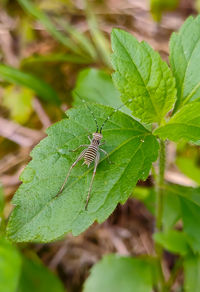 Close-up of insect on leaf