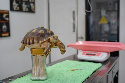 Close-up of tortoise on container in hospital