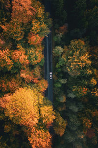 Aerial view of car on road amidst autumn trees in forest