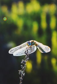 Close-up of damselfly on leaf