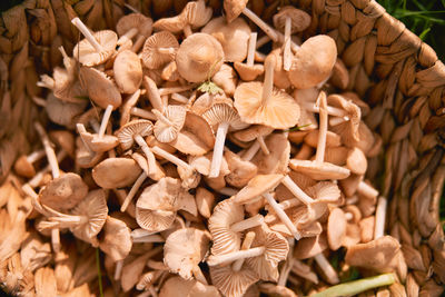 Full frame shot of mushrooms