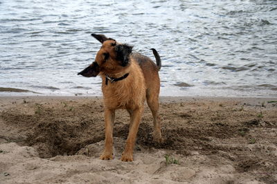 Dog shaking off sand at beach