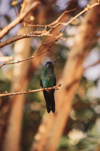 Close-up of bird perching on branch