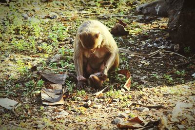 Monkey sitting on a field