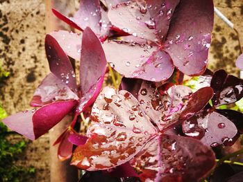 Close-up of wet leaves