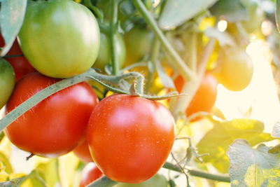 Close-up of red tomatoes growing at farm