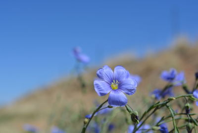 Close-up of purple flowers