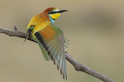 Close-up of bird perching on branch