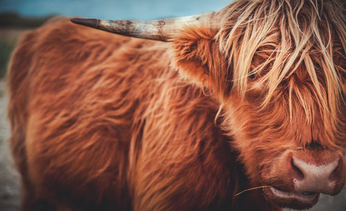 Close-up of a horse