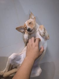 Midsection of person with dog