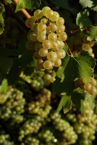 Close-up of berries on plant