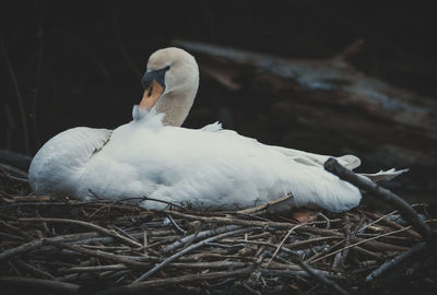 Close-up of swan in nest