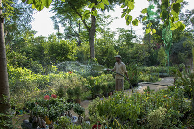 Man standing amidst plants