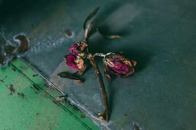 Close-up of wilted rose in garden