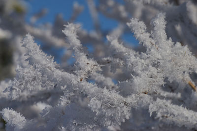 Close-up of frozen plant against sky