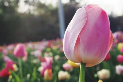 Close-up of pink tulip