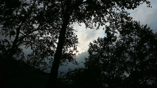 Low angle view of trees against sky