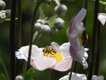 Close-up of bee pollinating on flower