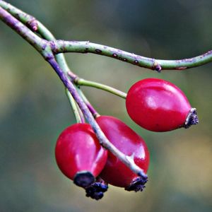 Close-up of cherries on twig