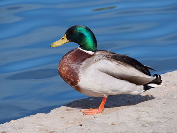 Side view of mallard duck by lake