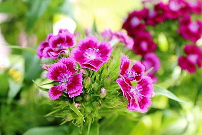 Close-up of pink flower