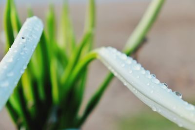 Close-up of wet plant during rainy season