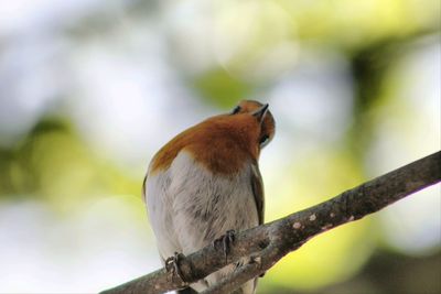 Close-up of bird perching on tree