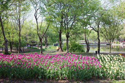 Flowering plants in park