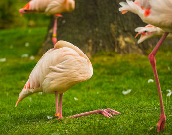 Duck standing in a field