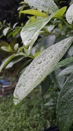 Close-up of wet plant leaves during rainy season