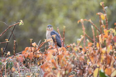 Bird perching on a tree