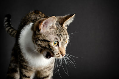 Close-up of cat