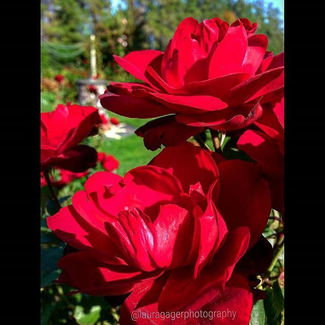 flower, petal, flower head, transfer print, red, fragility, freshness, beauty in nature, close-up, focus on foreground, auto post production filter, growth, blooming, nature, plant, tulip, pink color, day, rose - flower, blossom