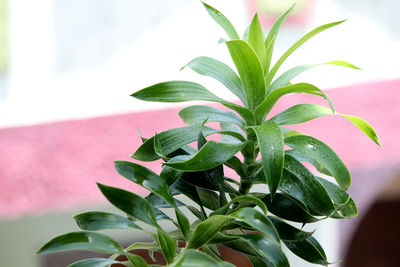 Close-up of green potted plant