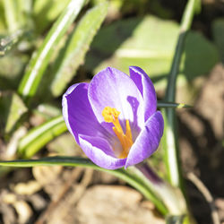 Close-up of purple crocus flower