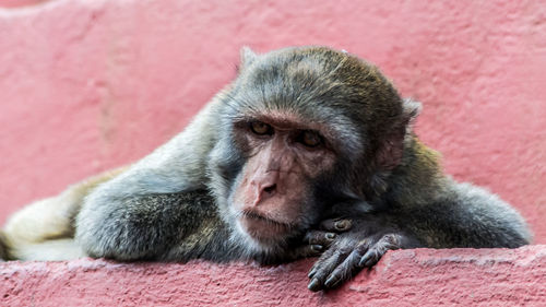 Close-up of monkey sitting on pink wall