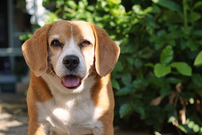 Close-up portrait of a dog