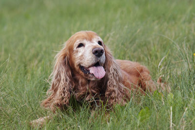 Cocker spaniel on the meadow