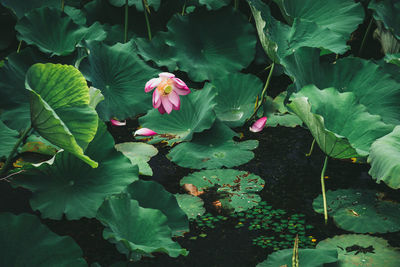 Close-up of lotus water lily in lake