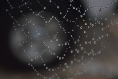 Close-up of water drops on spider web