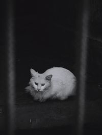 Portrait of cat sitting on floor