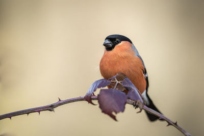 Close-up of bird perching on tree