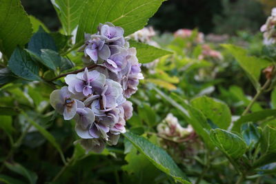 Close-up of purple flowering plant