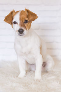 Portrait of puppy sitting on rug at home